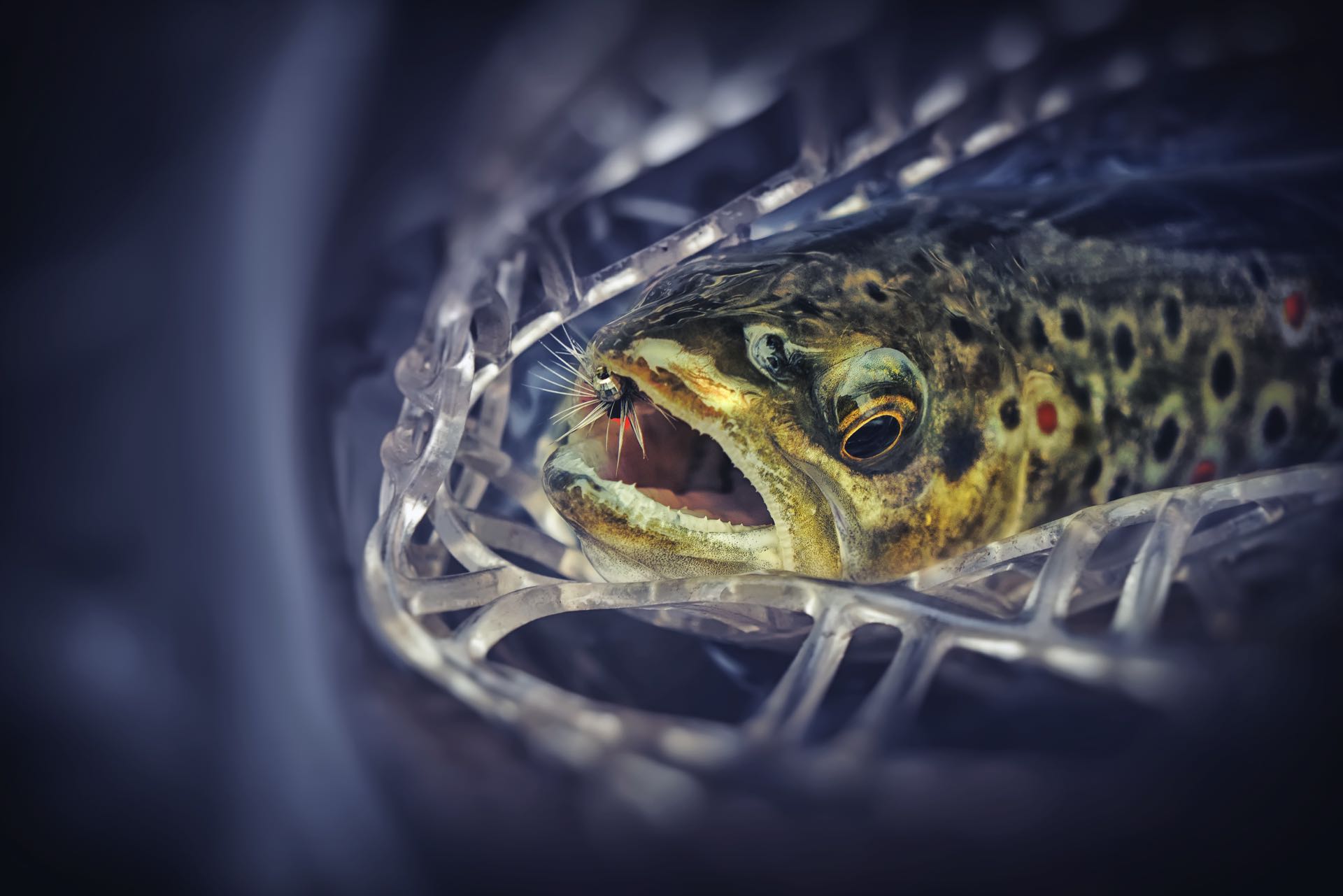 Top 5 Best Fly Fishing Nets (2023 Buyer's Guide) Into Fly Fishing