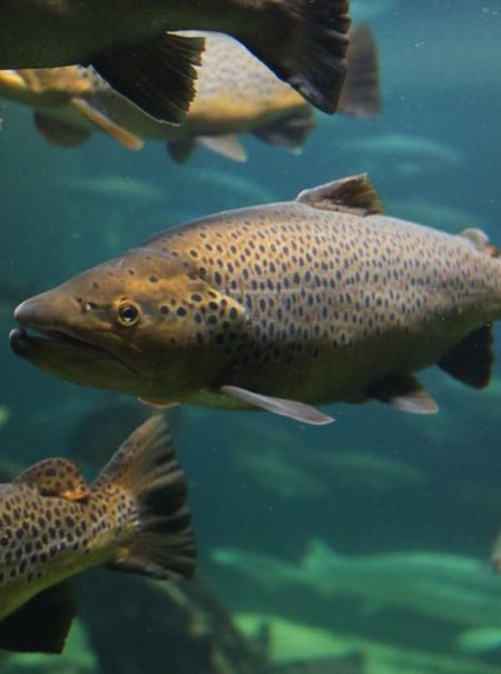 Atlantic Salmon Fly Fishing Species