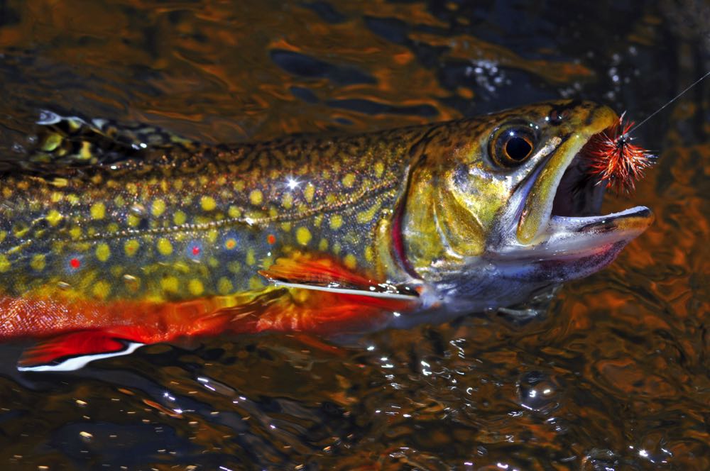 brook trout