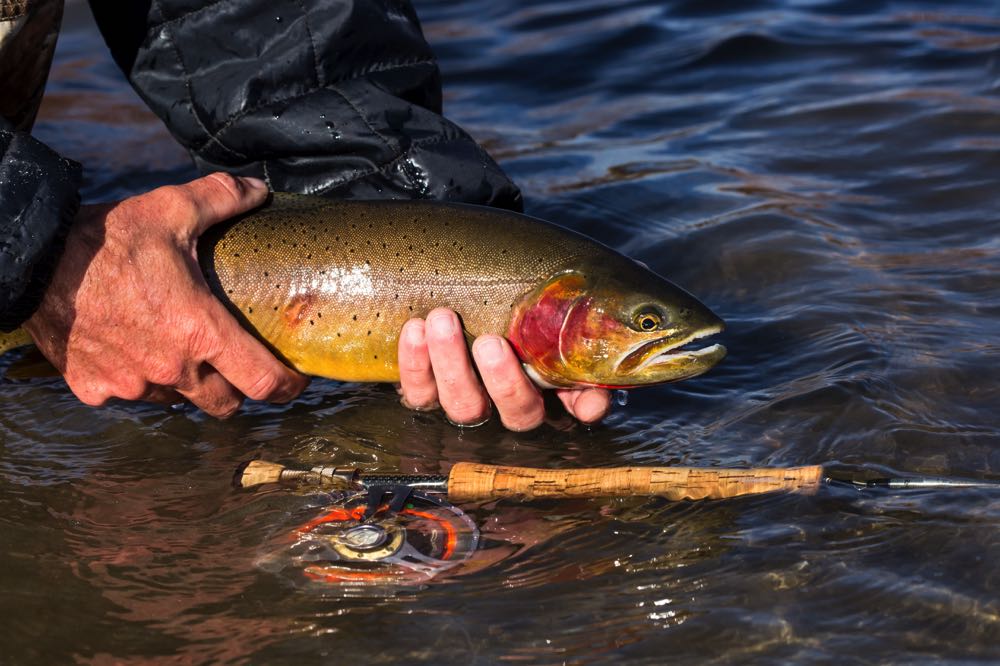 Cutthroat Trout on a Fly Fishing Rod being released