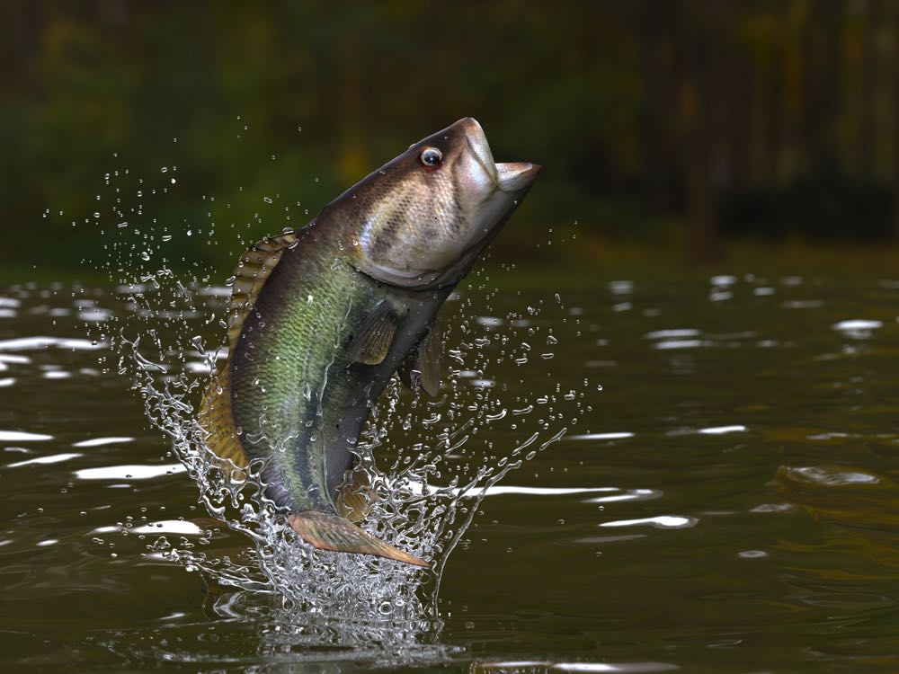 Fly Fishing in New Mexico for Largemouth Bass