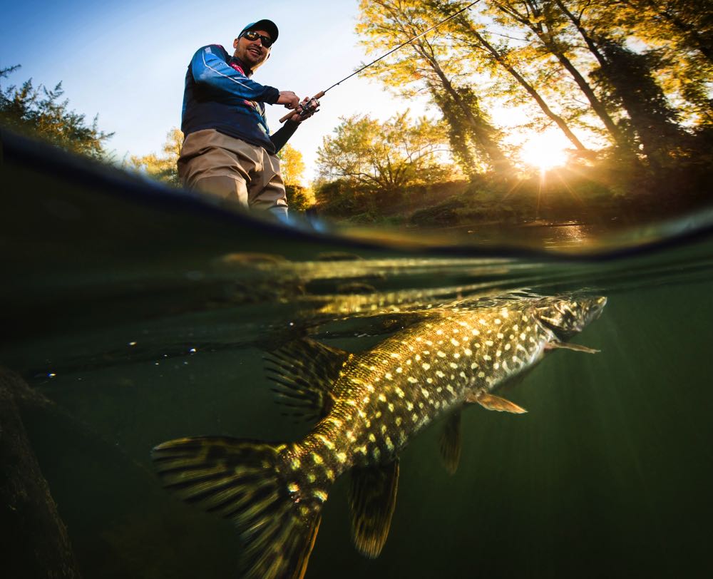 Pike Fish Caught On a Fly