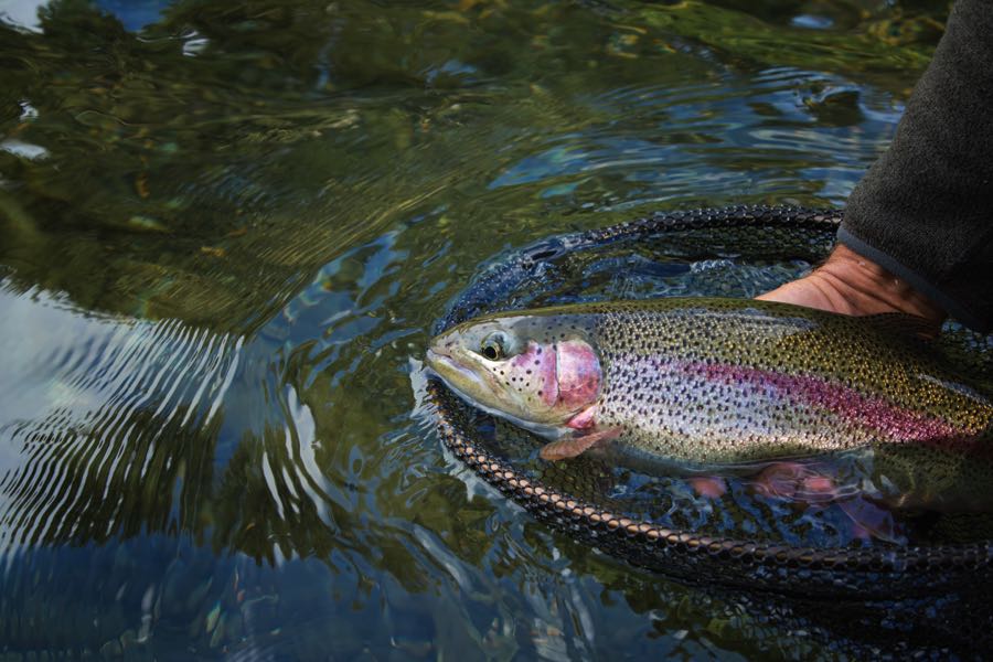 Fly Fishing in New York: An Angler's Guide: The Ultimate Angler's Guide -  Into Fly Fishing