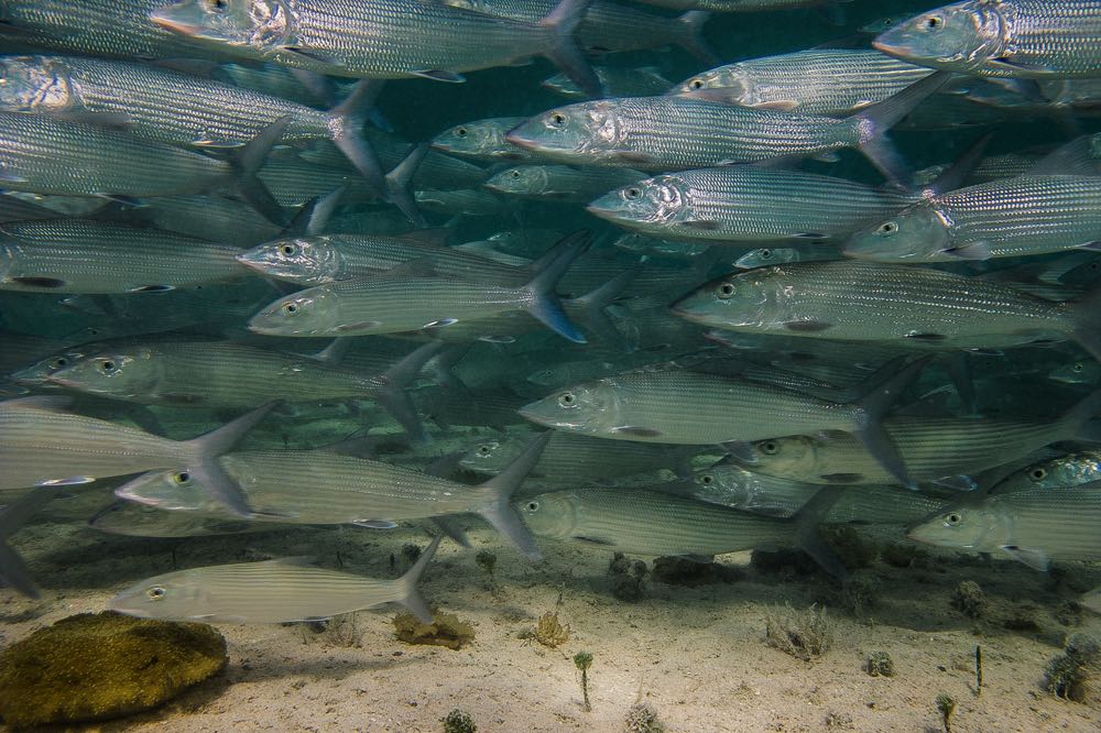 School of Bonefish Underwater