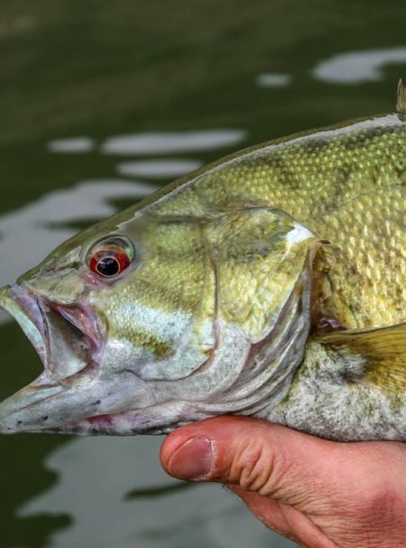 Smallmouth Bass Mouth Closeup Vertical