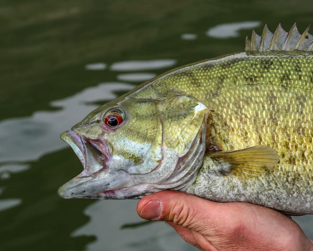 Smallmouth Bass Mouth Closeup Vertical