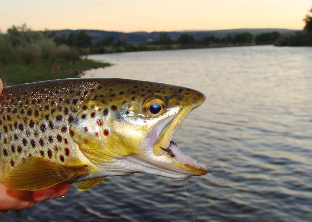 Best Largemouth Bass Flies: A Guide To Productive Largemouth Bass