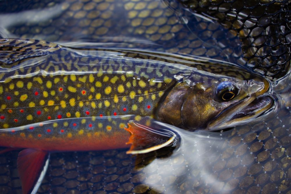 Brook Trout Fly Fishing New Mexico