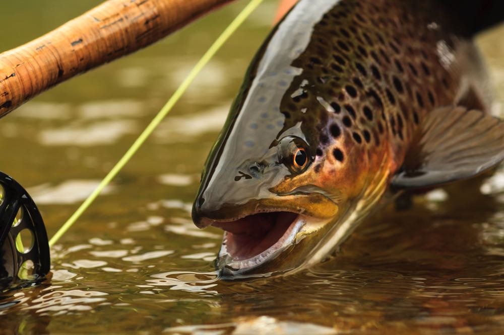 Trout Species Fly Fishing in New Mexico