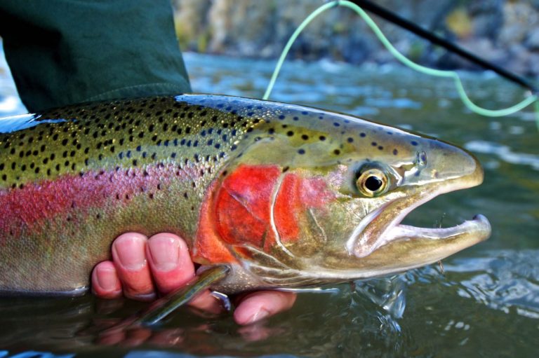Best Fly Line for Trout (2023 Buyer's Guide) Into Fly Fishing