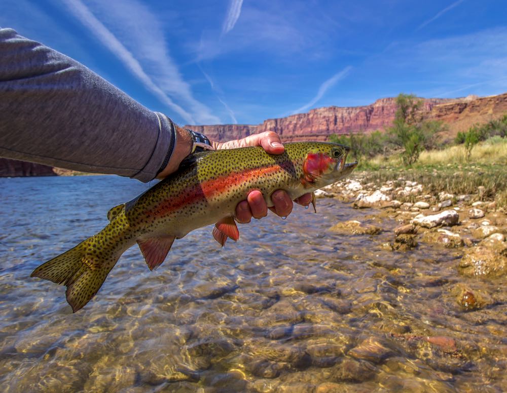 Fly Fishing Arizona An Angler's Guide Into Fly Fishing