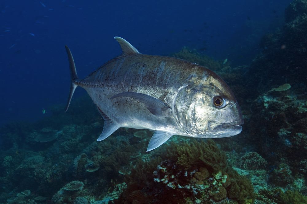 Giant Trevally Fly Fishing Species