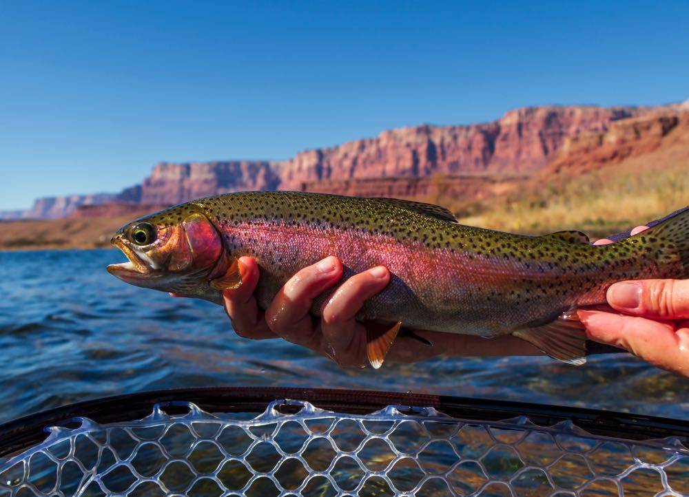 Fly Fishing Arizona An Angler's Guide Into Fly Fishing