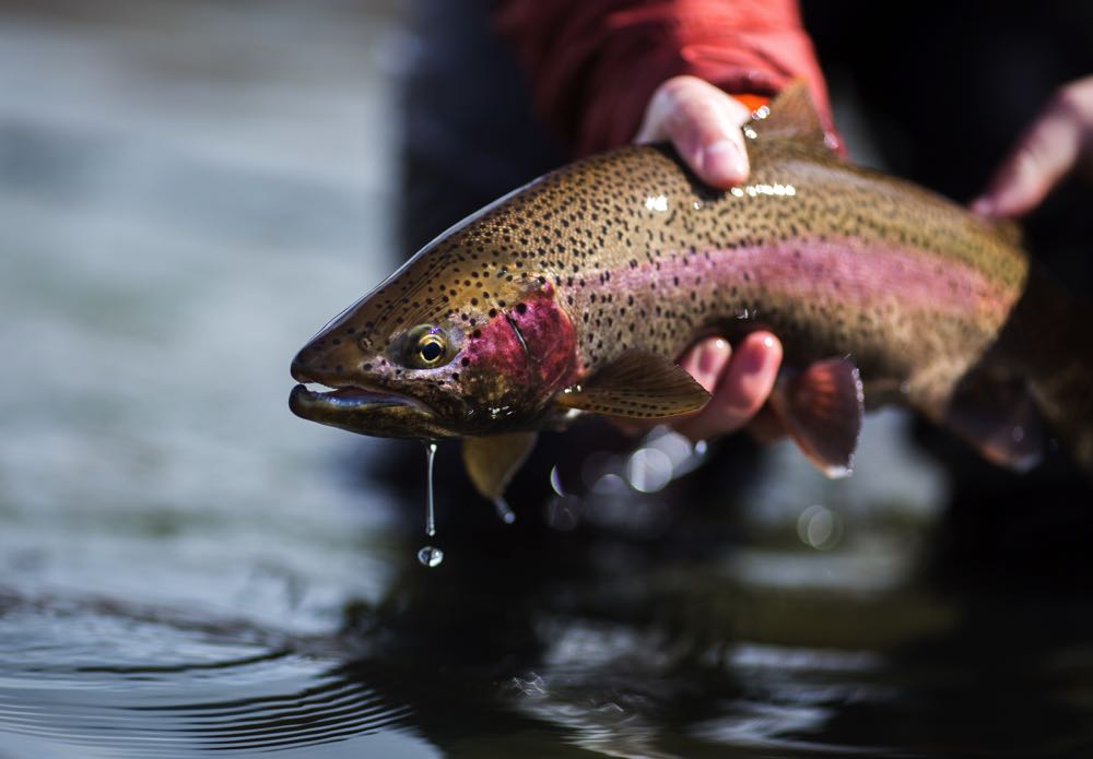 Rainbow Trout Species for Fly Fishing