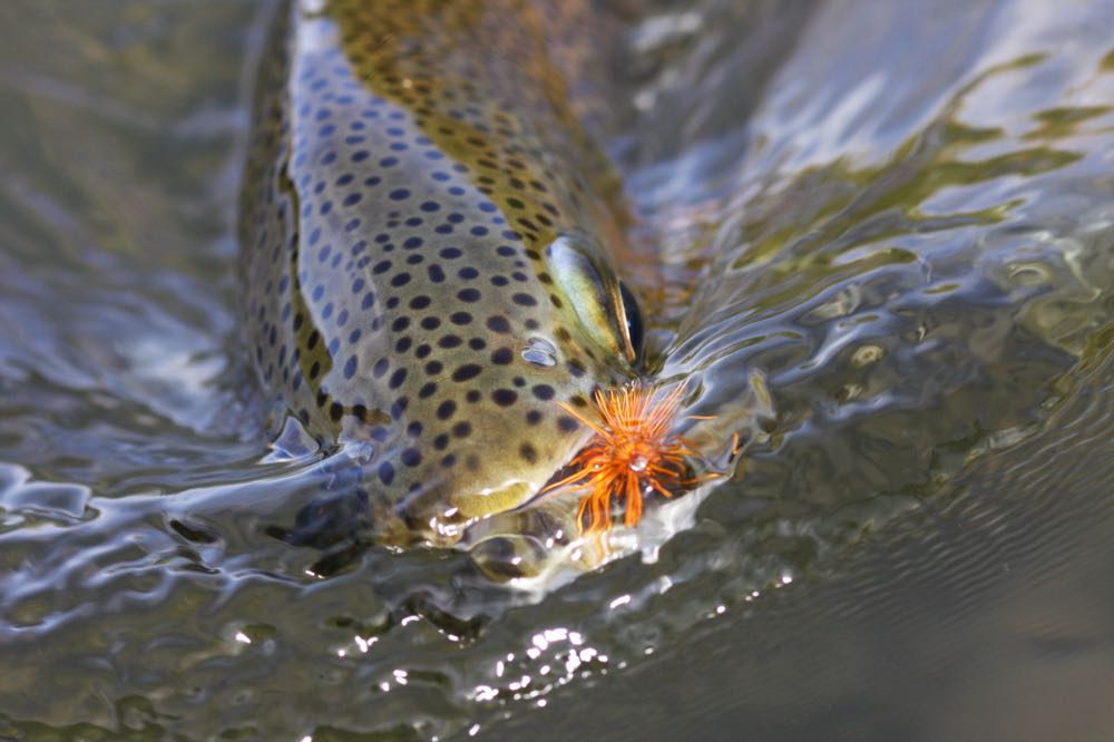 Best Rainbow Trout Flies: A Guide To Productive Rainbow Trout Patterns ...