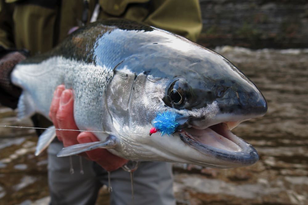 Steelhead fishing on a fly