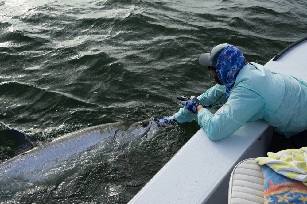 Tarpon Fly Fishing in Costa Rica