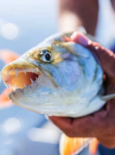 Tigerfish Fly Fishing Species