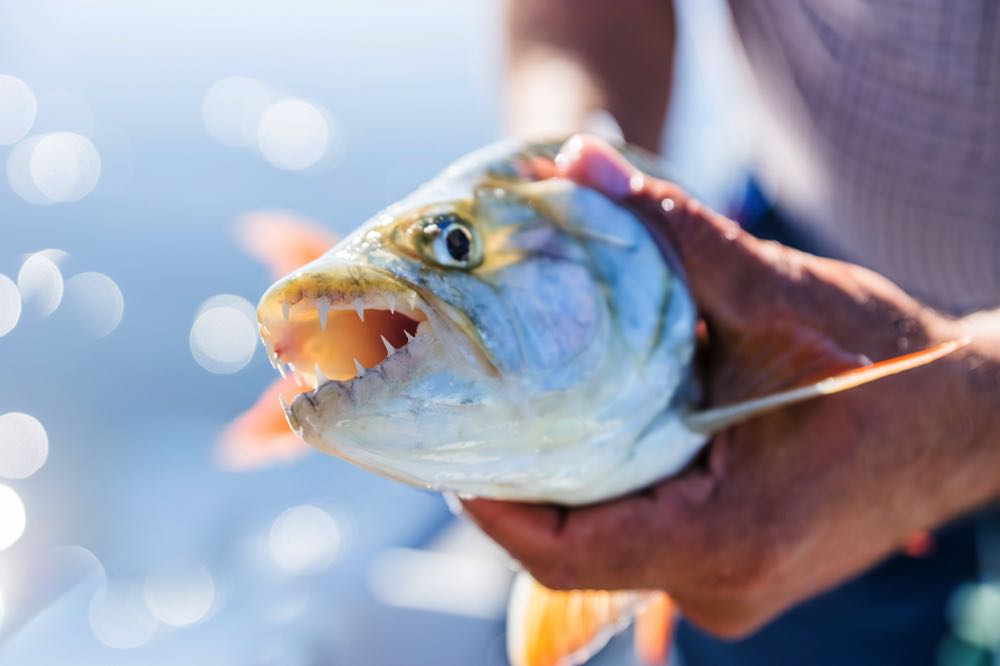 Tigerfish Fly Fishing Species