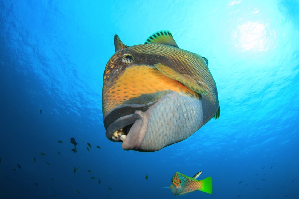 Titan Triggerfish Species