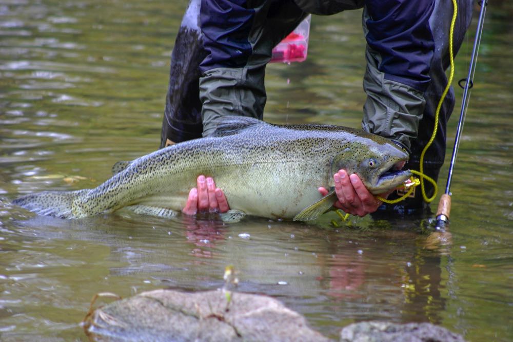 Fly Fishing in Michigan: An Angler's Guide - Into Fly Fishing