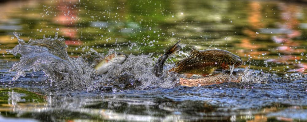 Fly Fishing in Michigan: An Angler's Guide - Into Fly Fishing