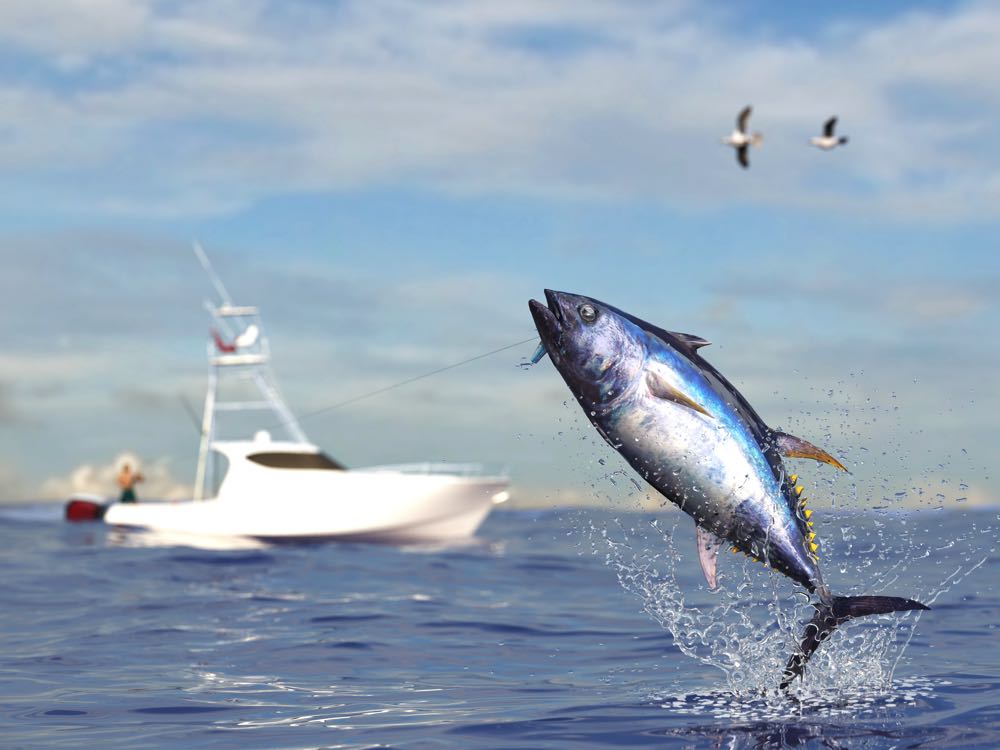 Tuna Fishing Fish Species