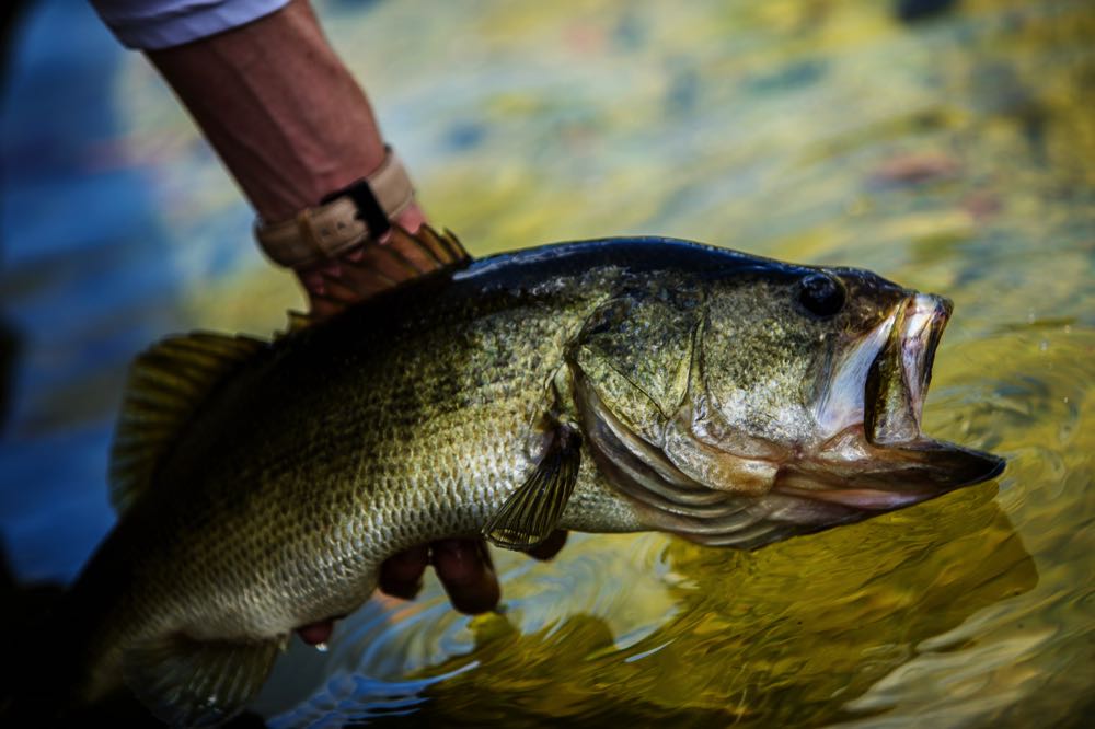 Best Largemouth Bass Flies: A Guide To Productive Largemouth Bass