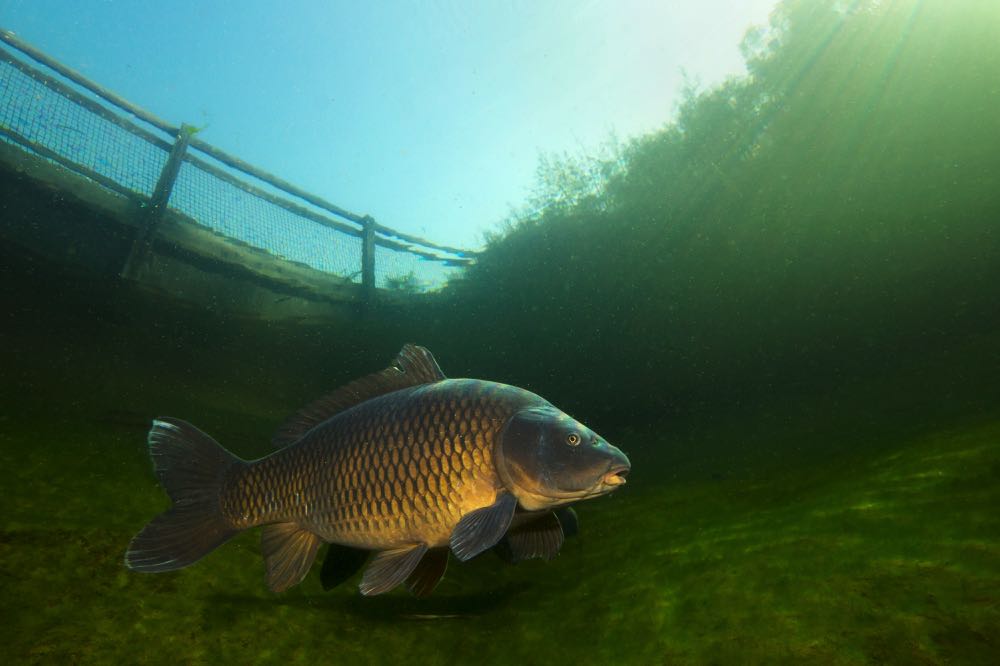 Fly Fishing For Carp: An Angler's Guide - Into Fly Fishing