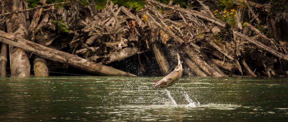 Salmon Flies for Fly Fishing