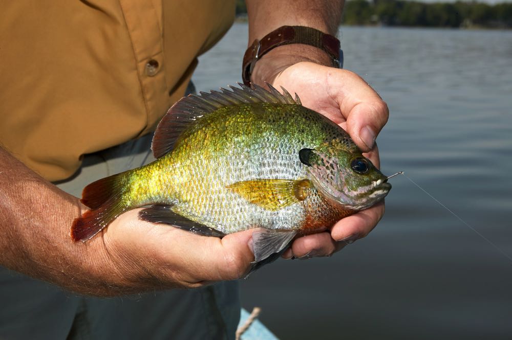 Can I catch panfish on this? : r/flyfishing