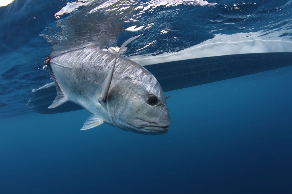 fly fishing for giant trevally - featured image