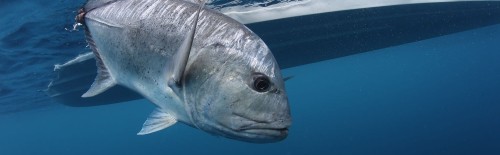 fly fishing for giant trevally - featured image