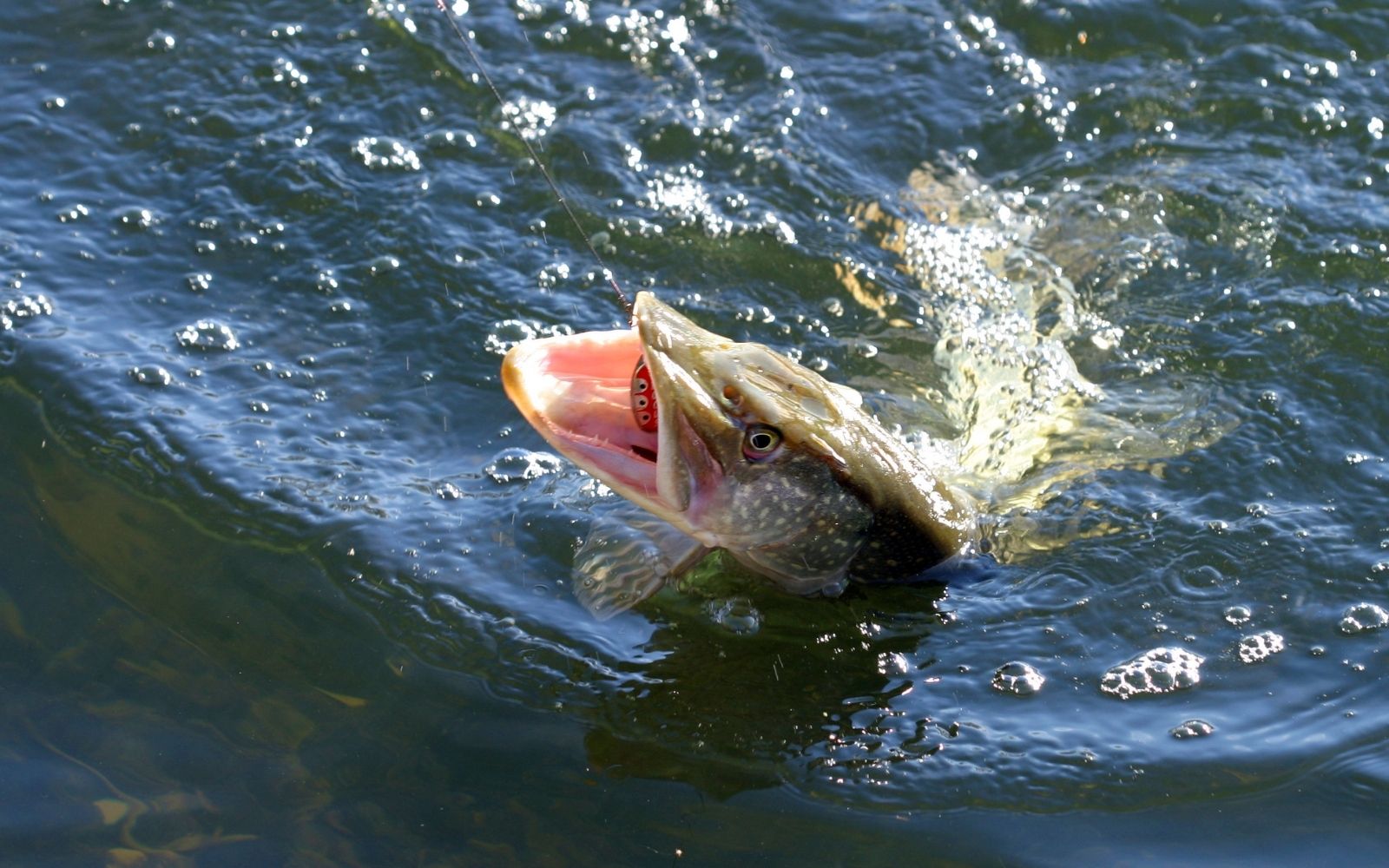 thumbnail image 2 of Troutflies UK 6-Pack Pike Fishing Flies - Gurglers In 3 Colors, Sizes 2/0 & 1/0 2 of 6
