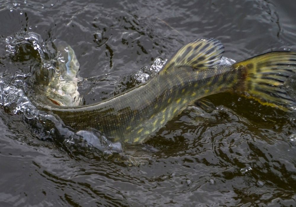 Fly Fishing From A Float Tube: A Guide To Float Tube Fishing