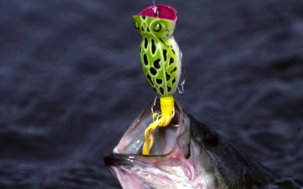 the fish was caught using a popper