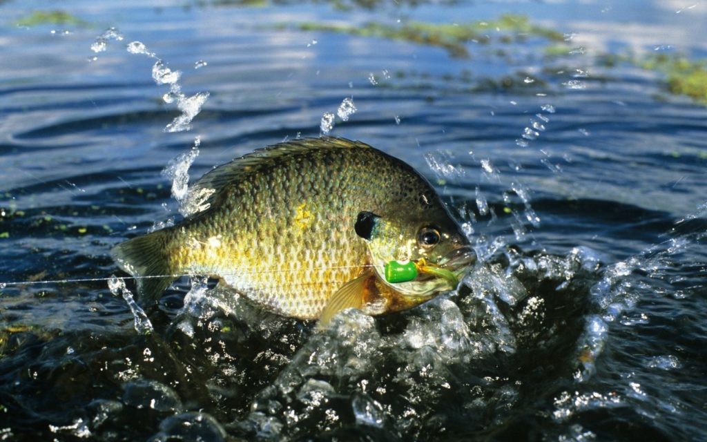 A huge catch of a bluegill