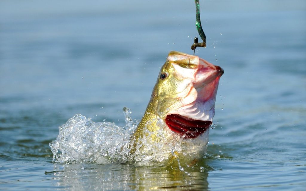 A huge catch of fish in a fishing with a worm.