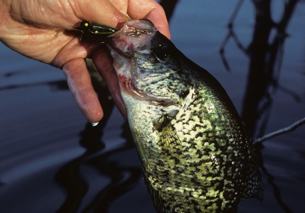 Fly Fishing for Panfish