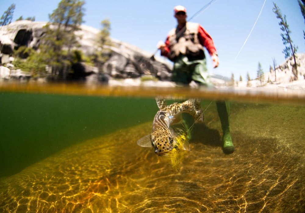 An angler fishing using a wet fly for trout