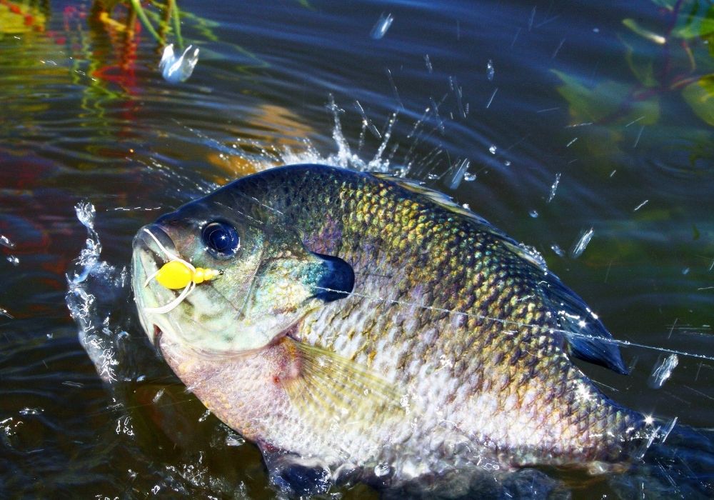  Bluegill Flies For Fly Fishing