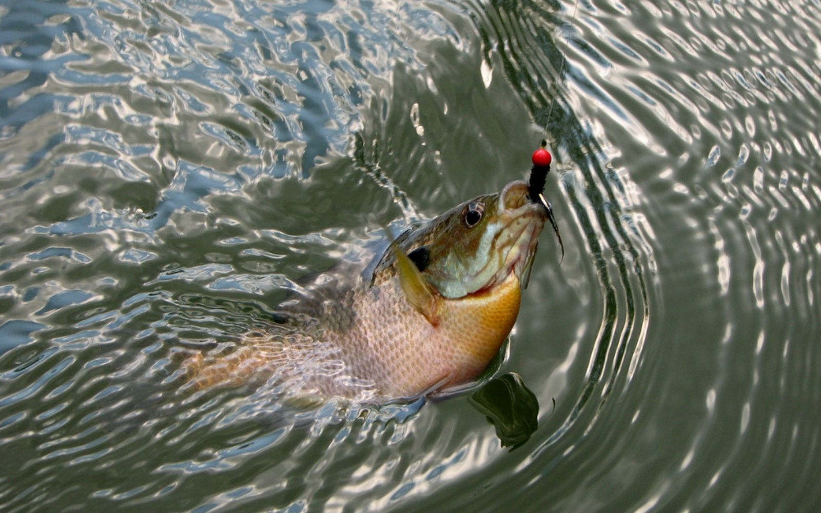 Mouthful of mop #panfish #panfishonthefly #flyfishing