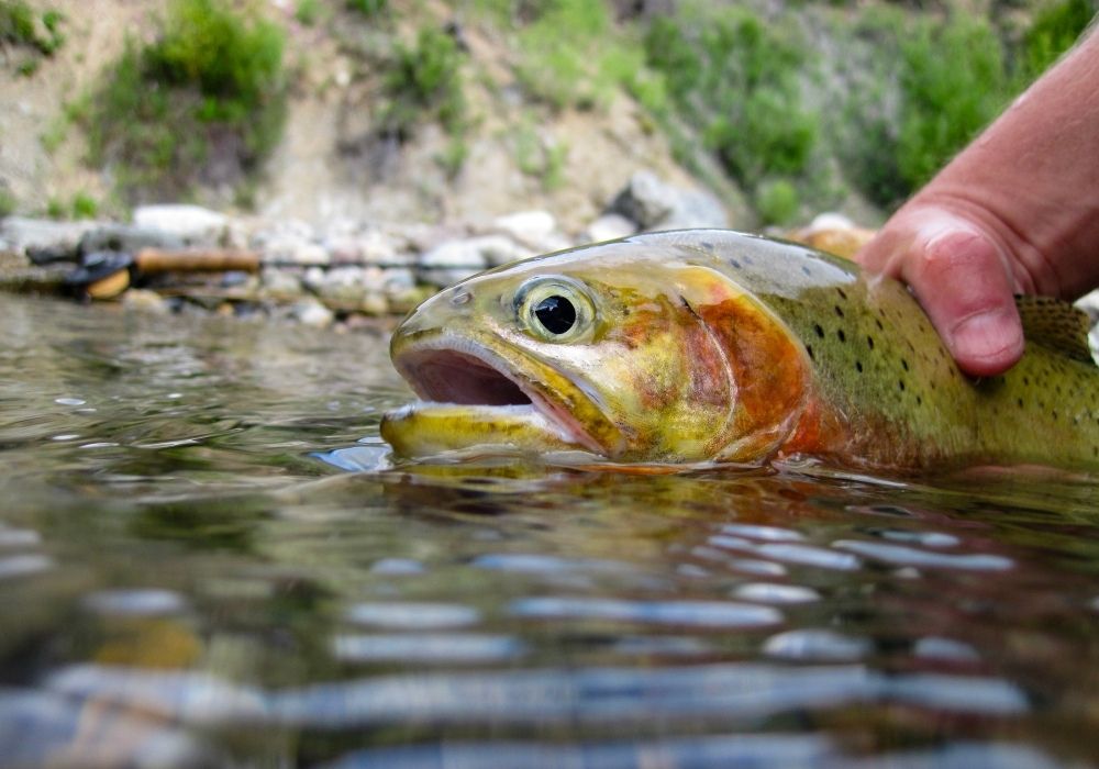 Wild westslope cutthroat trout caught in Montana.