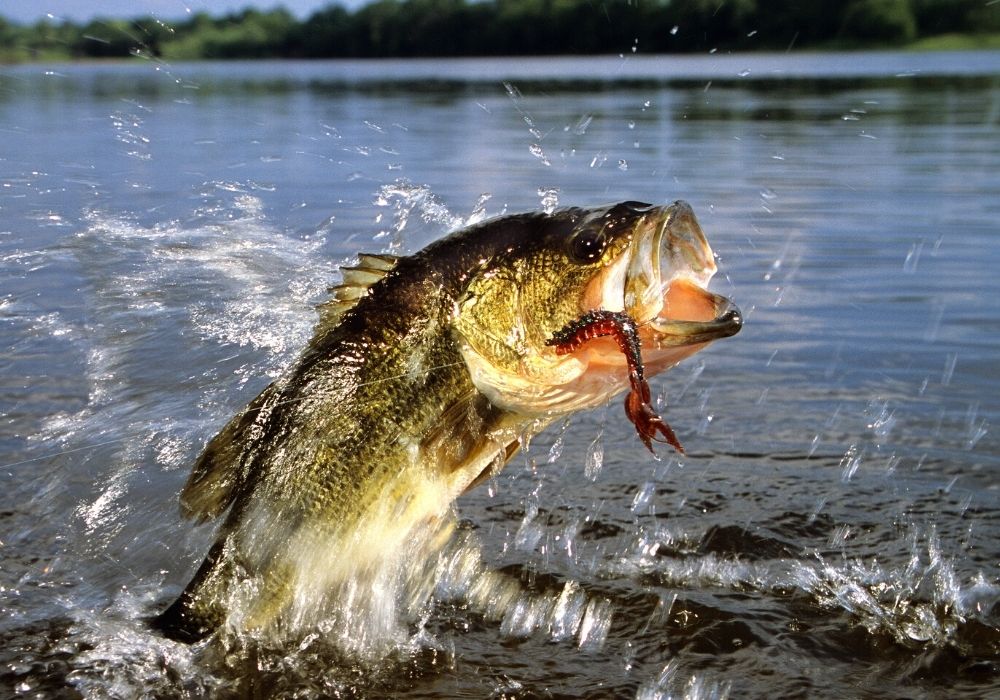 Best Largemouth Bass Flies: A Guide To Productive Largemouth Bass