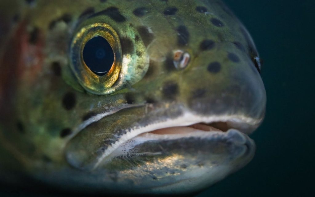 A huge catch of a steelhead fish close up