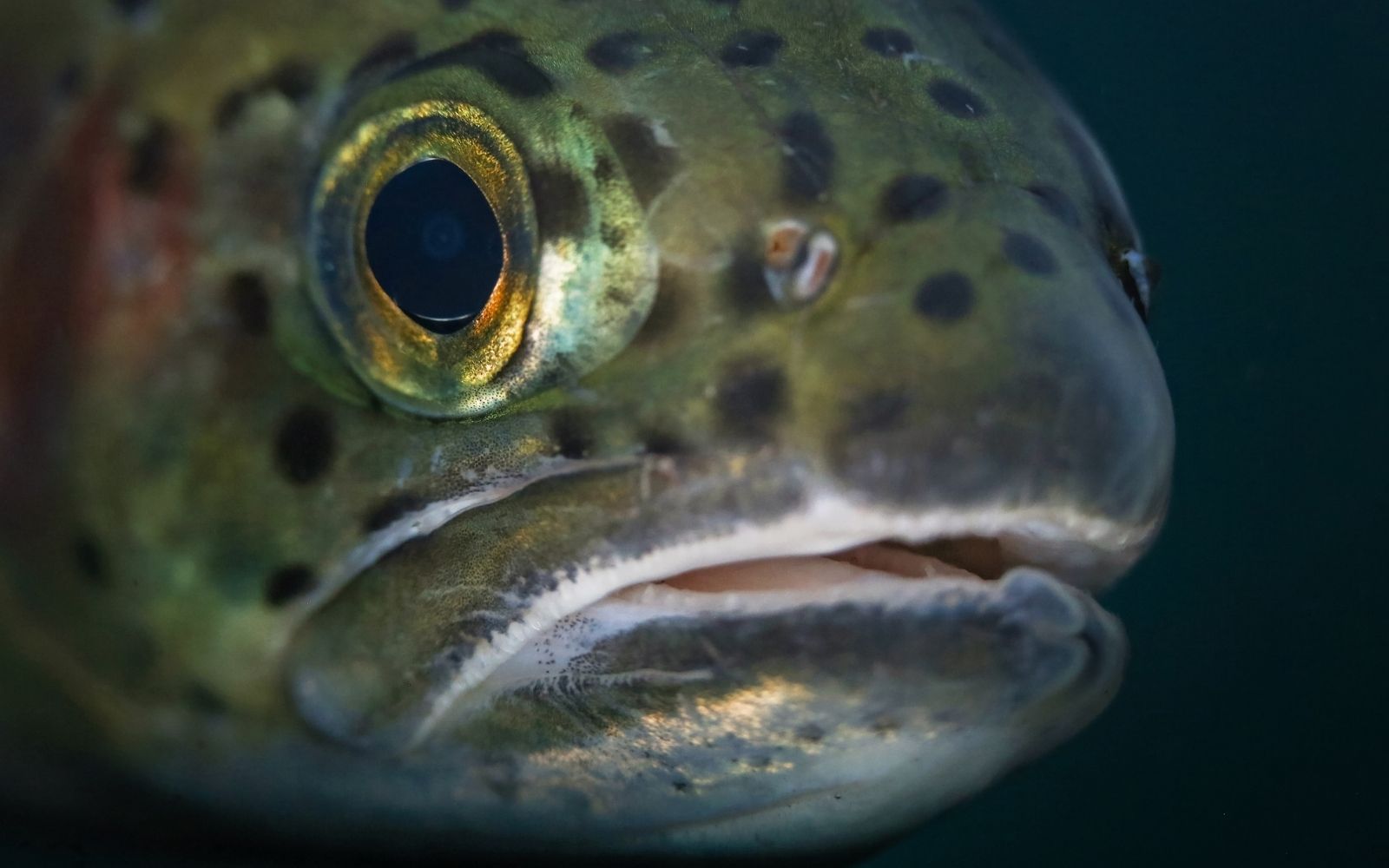 Lot De 7 Mouches De Pêche Encadrées Et Montées - Pour Pêche à La Mouche - Truite