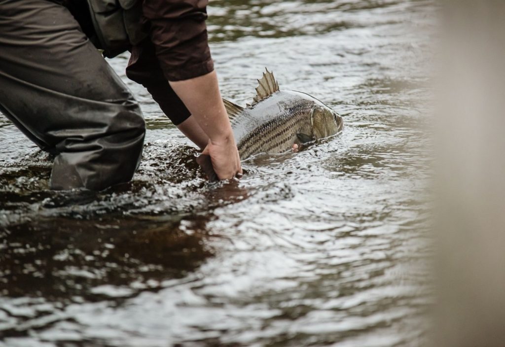 Manolin Charters — Merrimack River Fish Reports