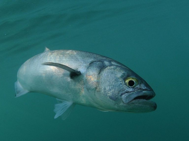 Fly Fishing in Connecticut (An Angler's Guide) Into Fly Fishing