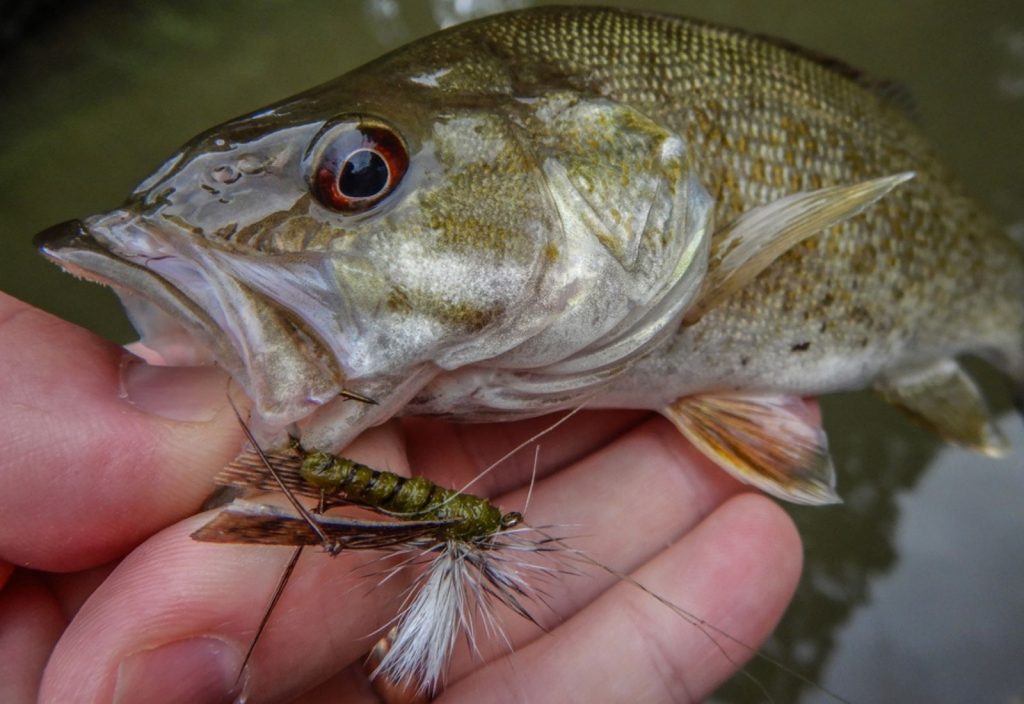 a close-up detail of a Small Mouth Bass in a Lake