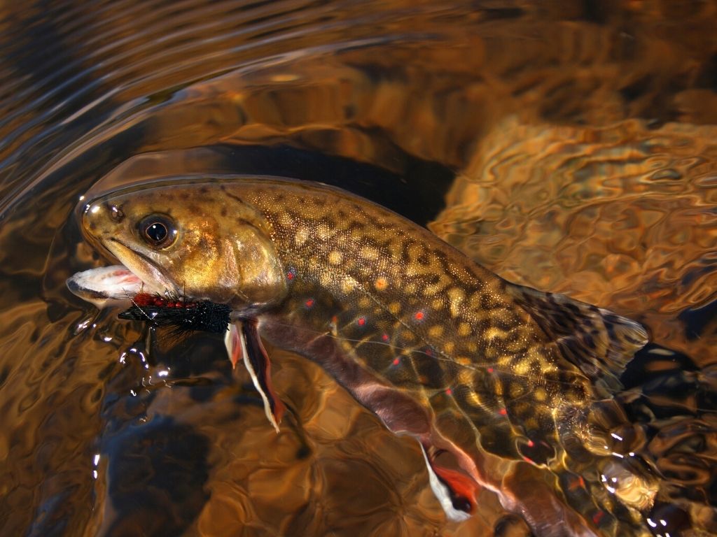 Fly Fishing in Pennsylvania: An Angler's Guide - Into Fly Fishing